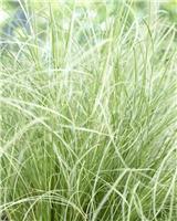 Carex comans Frosted Curls