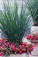 Dianella Coolvista - Ornamental Grass