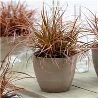 Uncinia rubra Firedance - Everflame Red Hook Sedge