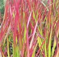 Imperata cylindrica rubra Red Baron - Japanese Blood Grass - LARGE
