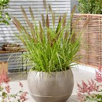 Pennisetum alopecuroides 'Black Beauty' - Fountain Grass
