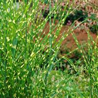Miscanthus sinensis Strictus - Zebra Grass
