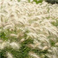 Pennisetum alopecuroides 'Hameln' - LARGE Fountain Grass