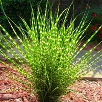 Miscanthus sinensis Little Zebra