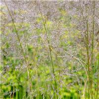 Deschampsia cespitosa Goldtau