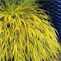 Hakonechloa Macra All Gold