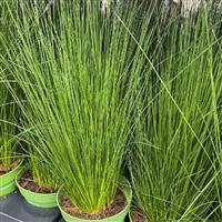 Juncus effusus Pencil Grass