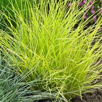 Festuca Glauca Golden Toupee