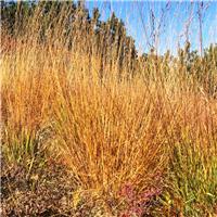 Molinia caerulea 'Heidebraut'