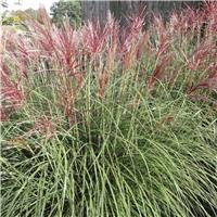 Miscanthus sinensis Cute One