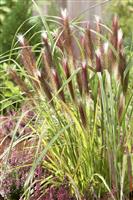 Pennisetum alopecuroides 'Red Head'