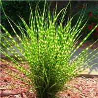 Miscanthus sinensis Little Zebra