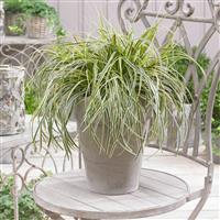 Carex 'Feather Falls'