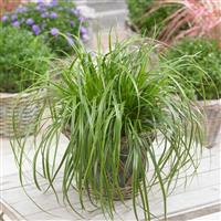 Carex oshimensis 'Everlime'