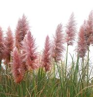 Pampas Grass - Cortaderia Pink Mistral