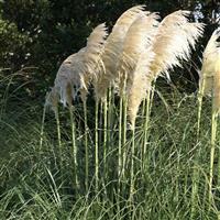 Pampas Grass - Cortaderia White Mistral