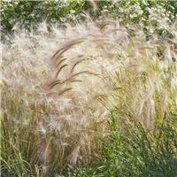 Hordeum Jubatum - Foxtail Barley
