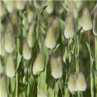 Lagurus Ovatus - Hare's Tail Grass - Bunny Tail Grass