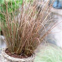 Carex Red Rooster