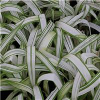 Carex siderostica 'Shiro'