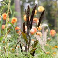 Pennisetum glauca 'Purple Majesty'