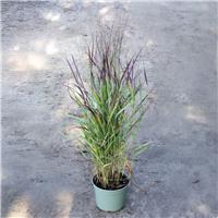 Panicum virgatum Oxblood Autumn - Switch Grass