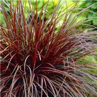 Uncinia rubra