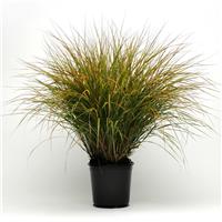 Anemanthele Sirocco - Pheasant's Tail Grass