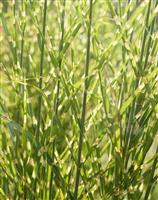 Miscanthus sinensis Zebrinus - Zebra Grass