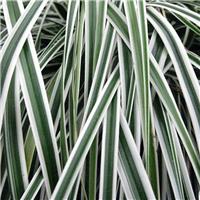 Carex oshimensis Evercolour Everest - Evergreen Japanese Sedge