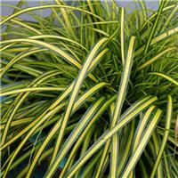 Carex oshimensis EverColor 'Eversheen' - Evergreen Japanese Sedge