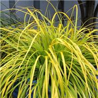 Carex oshimensis Evercolour Everillo - Evergreen Japanese Sedge