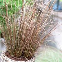 Carex Buchananii