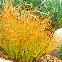 Carex testacea 'Prairie Fire'