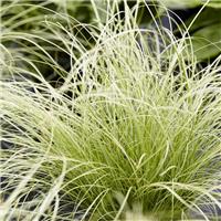 Carex comans 'Amazon Mist'