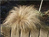 Carex comans 'Bronco'