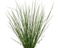 Juncus 'Twisted Arrows'