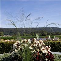 Eragrostis Elliottii 'Lovey'