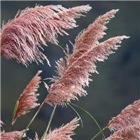 Pampas Grass - Cortaderia 'Pink Feather'
