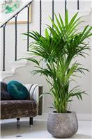 Howea forsteriana - KENTIA PALM - The best palm for indoors - Large 160-180cm Specimen