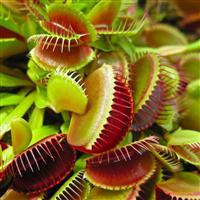 Venus Fly Trap - Dionaea Muscipula 'Snapper' - Carnivorous Plant