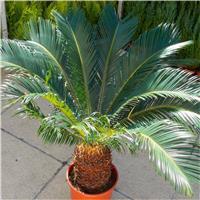 Giant Cycad - Cycas revoluta - King Sago Palm Tree Specimen - circa 80cm