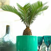 Baby Cycad - Cycas revoluta - King Sago Palm Tree - ideal for windowsill