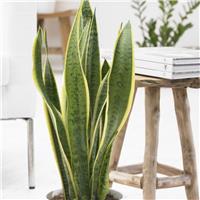 Variegated Snake Plant - Sansevieria - in Classic White Display Pot