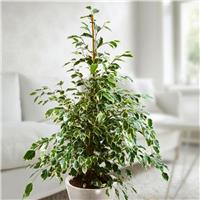 Ficus benjamina Twilight - Variegated Weeping Fig