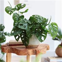 Monstera adansonii Monkey Mask - Swiss Cheese Plant