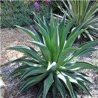 Agave Desmettiana - 30cm tall