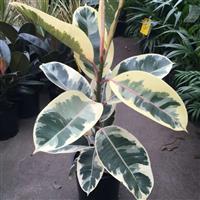 Ficus elastica Tineke - Variegated Rubber Plant