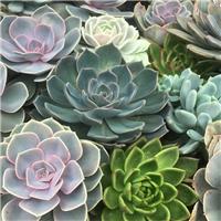 Echeveria Plant Collection - Pack of Four Different Plants