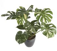 RARE Monstera deliciosa variegata - Thai Constellation - Variegated Swiss Cheese Plant